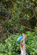 Monkeys, Kuantan Malaysia