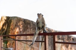 Monkeys, Kuantan Malaysia