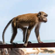 Monkeys, Kuantan Malaysia