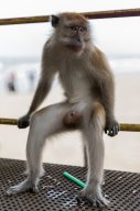 Monkeys, Kuantan Malaysia