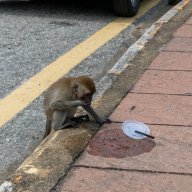 Monkeys, Kuantan Malaysia