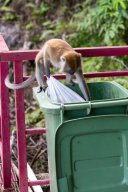 Monkeys, Kuantan Malaysia