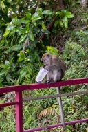 Monkeys, Kuantan Malaysia