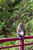 Monkeys, Kuantan Malaysia