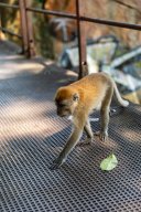 Monkeys, Kuantan Malaysia