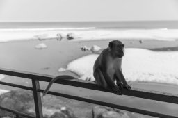 Monkeys, Kuantan Malaysia