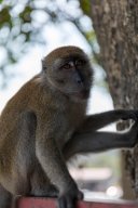 Monkeys, Kuantan Malaysia