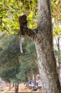 Monkeys, Kuantan Malaysia