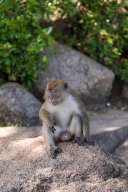 Monkeys, Kuantan Malaysia