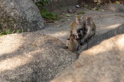 Monkeys, Kuantan Malaysia