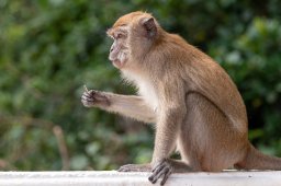 Monkeys, Kuantan Malaysia