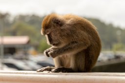 Monkeys, Kuantan Malaysia