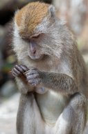 Monkeys, Kuantan Malaysia